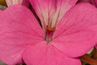 Al centro di un fiore rosa con petali bellissimi