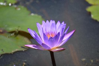 Bel fiore viola tutto solo