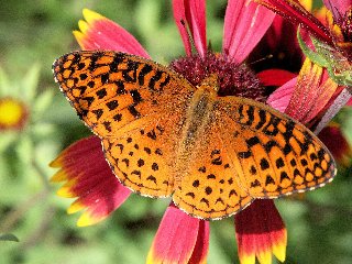 Bella farfalla su fiore con petali porpora allungati