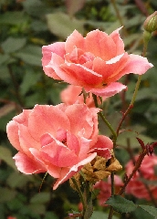 Belle rose rosa in verticale