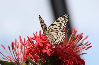 Bellissima farfalla su fiorellini rossi