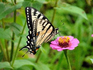 Bellissima farfalla su fiorellino rosa