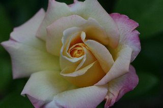 Bellissima rosa di diversi colori