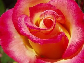 Bellissima rosa fucsia e gialla