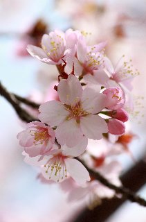 Bellissimi fiorellini rosa su ramo