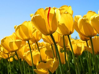 Bellissimi tulipani gialli nel prato