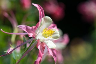 Bellissimo fiore con petali rosa e bianchi