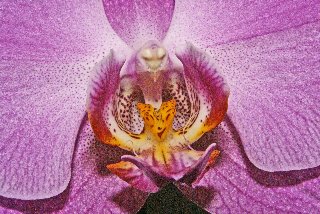Centro di una orchidea viola