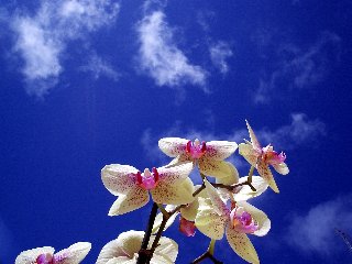 Cielo azzurro solleticato da bellissime orchidee