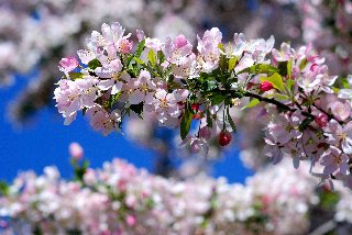 Deliziosi fiorellini bianco rosa su rametto