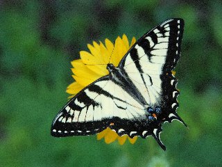 Farfalla ad ali spiegate su fiore giallo