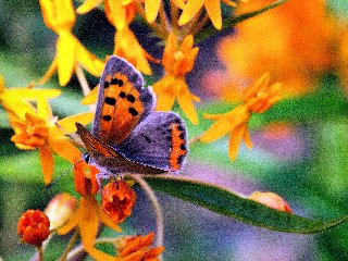 Farfalla su fiorellini arancioni