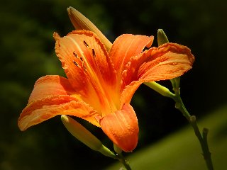 Fiore arancione molto aperto