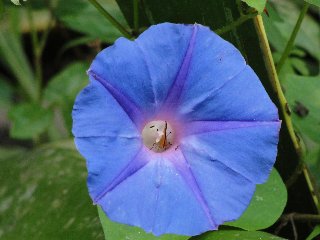 Fiore azzurro con stella viola interna