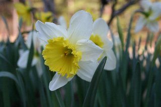 Fiore bianco giallo al centro