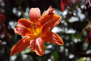 Fiore che sboccia come amore