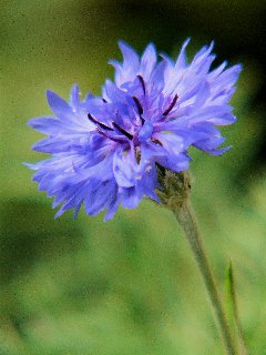 Fiore con tantissimi petali viola