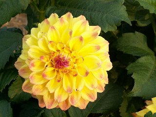 Fiore giallo con tantissimi petali bellissimi