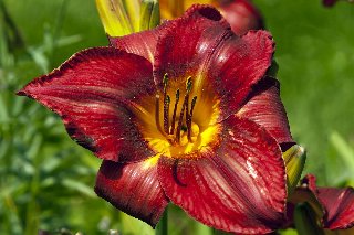 Fiore magnifico con petali rossi carnosi