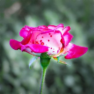 Fiore porpora con macchie