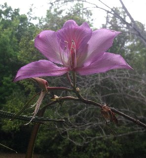 Fiore rosa su ramo sospeso