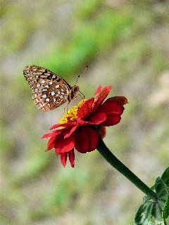 Fiore rosso con pistilli gialli e farfalla di profilo
