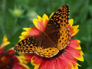 Fiore rosso e giallo con farfalla sopra