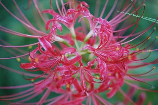 Fiore rosso molto particolare