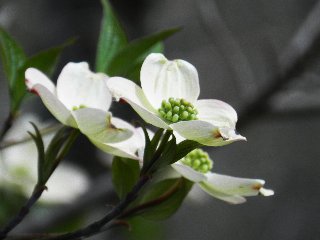 Fiorellini bianchi con pistilli verdi
