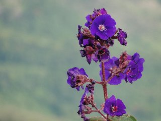 Fiorellini viola molto carini