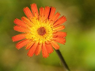 Fiorellino arancione e giallo al centro