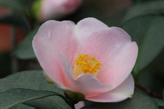 Fiorellino rosa con pistilli gialli