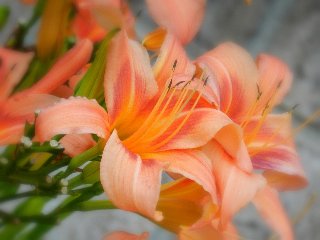 Fiori arancioni con lunghi pistilli