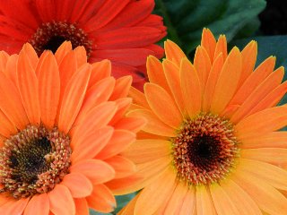Fiori arancioni e intruso rosso