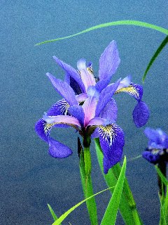 Fiori blu