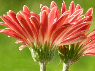 Fiori con petali allungati rossastri