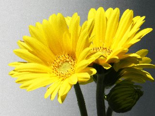 Fiori gialli che mettono allegria