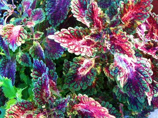 Fiori meravigliosi dai mille colori