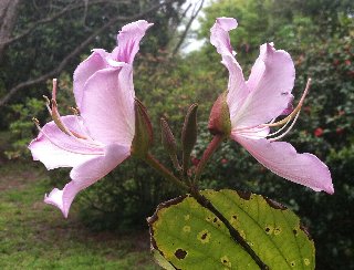 Fiori rosa di bosco di profilo