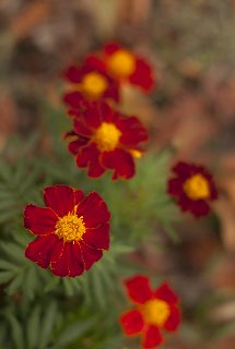 Fiori rossi deliziosi