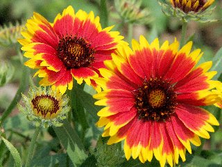 Fiori sgargianti con petali rossi con punte gialle