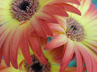 Fiori stupendi sul rosa e il giallo