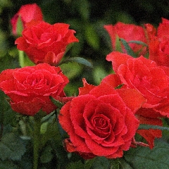 Fresche rose rosse tra le foglie verdi