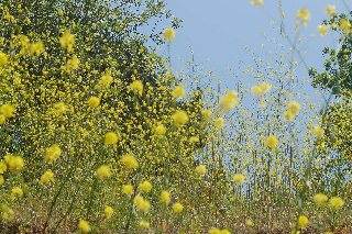 Giardino con mimose e altri fiori simili