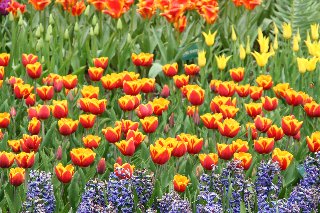 Giardino fiorito con tulipani screziati