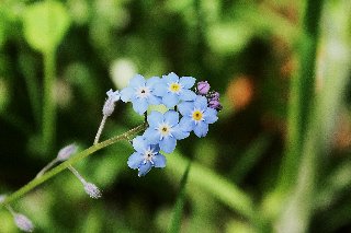 Graziosi fiorellini celesti su rametto