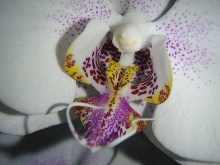 Macro orchidea