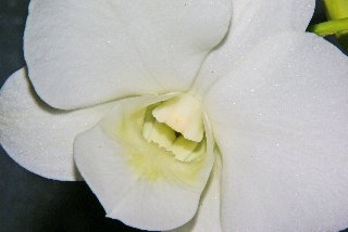 Magnifica orchidea bianca