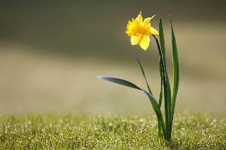 Magnifico fiorellino giallo solitario
