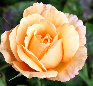 Meravigliosa rosa gialla